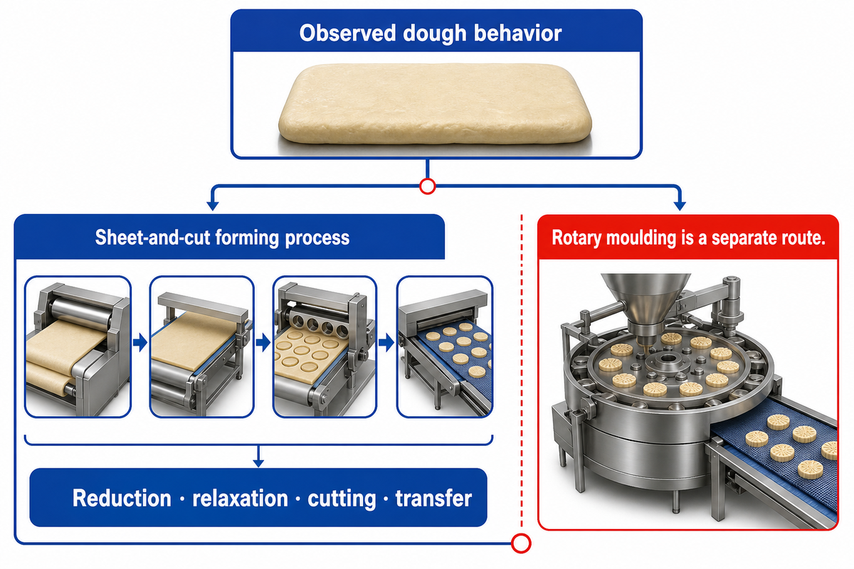 Observed dough behavior separates sheet-and-cut hard biscuits from rotary-moulded routes